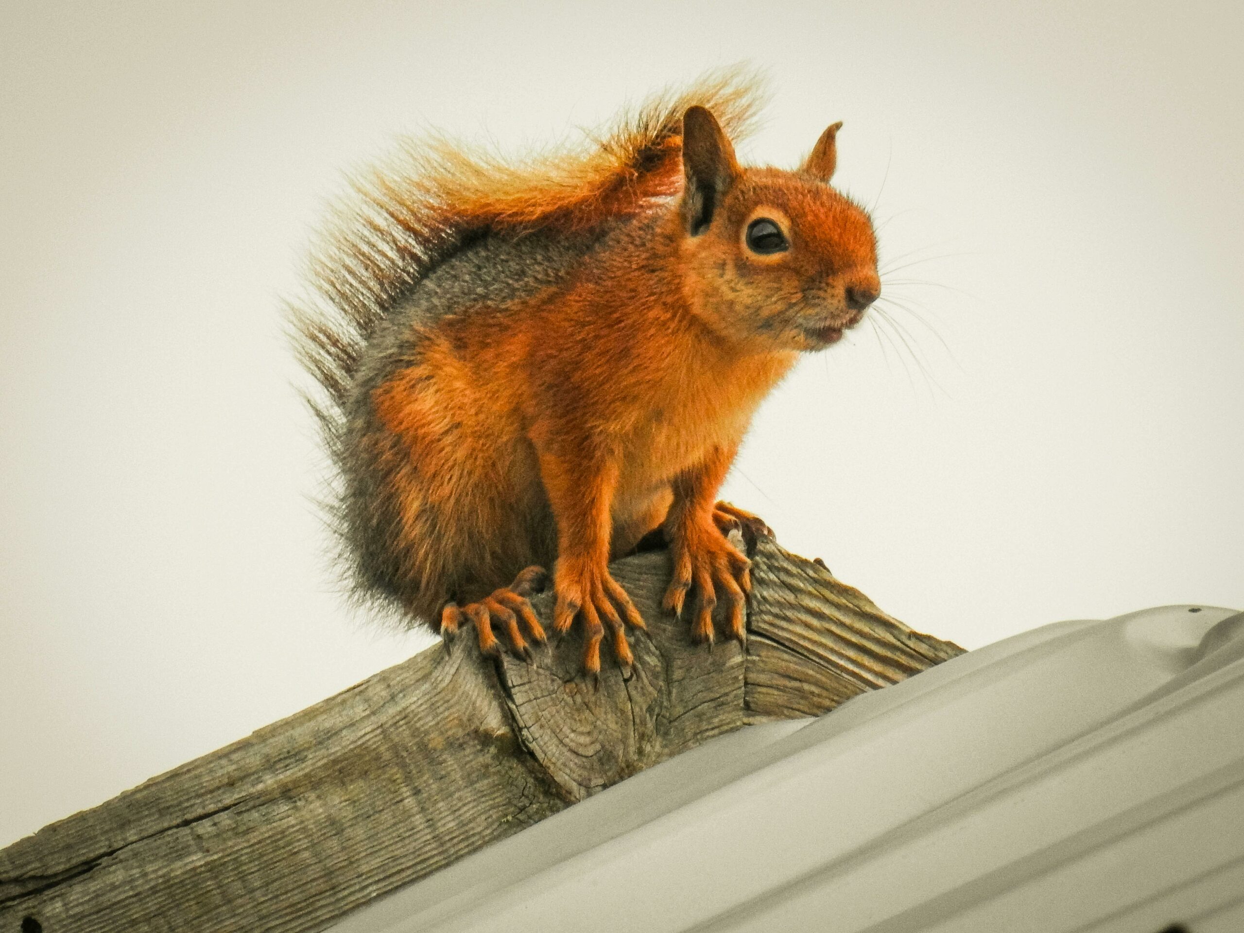 Pexels Photo 31099469 31099469 Scaled